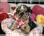 Small Photo #6 English Bulldog Puppy For Sale in LEHIGH ACRES, FL, USA