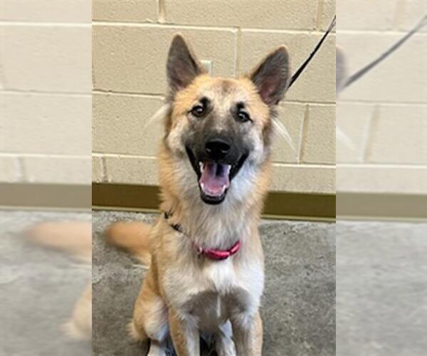 Medium Photo #1 German Shepherd Dog Puppy For Sale in Texas City, TX, USA