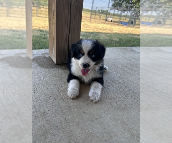 Medium Photo #6 Miniature Australian Shepherd Puppy For Sale in CANTON, TX, USA