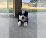Small #5 Miniature Australian Shepherd