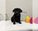 Small Photo #1 Labrador Retriever Puppy For Sale in BEECH GROVE, IN, USA