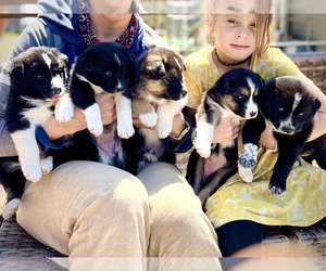 Mutt-Siberian Husky Mix Dogs for adoption in WATERTOWN, TN, USA