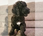 Small Photo #1 Goldendoodle Puppy For Sale in AURORA, MO, USA
