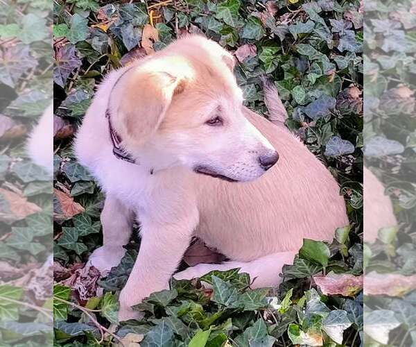 Medium Photo #4 German Shepherd Dog-Great Pyrenees Mix Puppy For Sale in JONESBORO, GA, USA