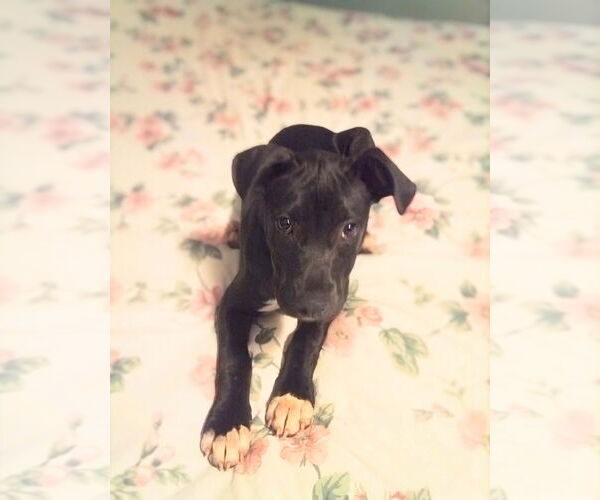 Medium Photo #4 American Staffordshire Terrier-Labrador Retriever Mix Puppy For Sale in Maryville, TN, USA