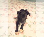 Small #3 American Staffordshire Terrier-Labrador Retriever Mix