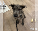 Small Photo #3 Airedale Terrier-Unknown Mix Puppy For Sale in Washington, DC, USA