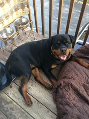 Rottweiler Puppy for sale in GRAYSLAKE, IL, USA