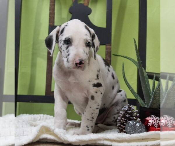 View Ad Great Dane Puppy for Sale near Pennsylvania
