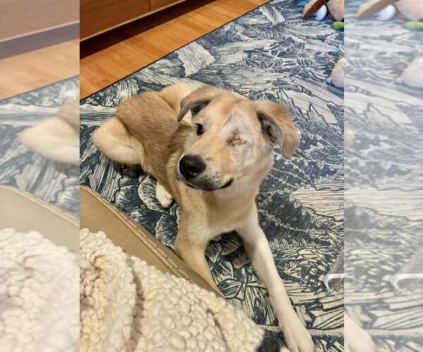 Medium Photo #15 Siberian Husky-Unknown Mix Puppy For Sale in New York, NY, USA