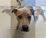 Small Mutt