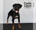 Small Photo #1 American Foxhound-Doberman Pinscher Mix Puppy For Sale in Conroe, TX, USA