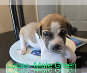 Mutt Dogs for adoption in Ball Ground, GA, USA