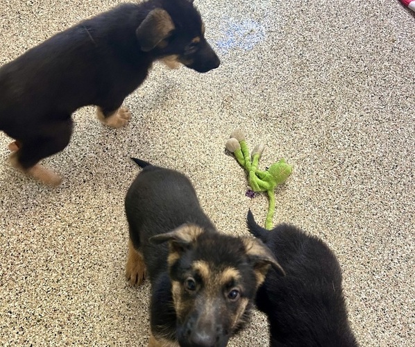 Medium Photo #13 German Shepherd Dog Puppy For Sale in EL CAJON, CA, USA