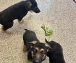 Small #12 German Shepherd Dog