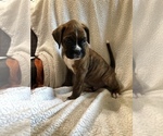 Small Photo #6 Boxer Puppy For Sale in PLEASANT HILL, IL, USA