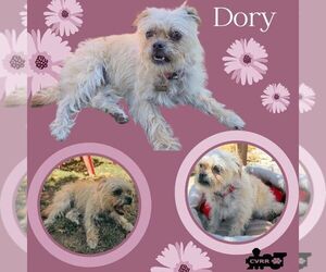 Shih Tzu-Unknown Mix Dogs for adoption in Lindsay, CA, USA