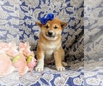 Small Photo #3 Shiba Inu Puppy For Sale in OXFORD, PA, USA
