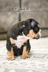 Small Photo #2 Olde English Bulldogge Puppy For Sale in CALDWELL, ID, USA