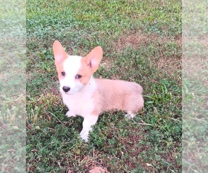 Pembroke Welsh Corgi Puppy for sale in PRESTON, MO, USA