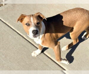 Labrador Retriever-Unknown Mix Dogs for adoption in Tulsa, OK, USA