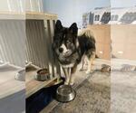 Small Photo #1 Siberian Husky Puppy For Sale in TONOPAH, NV, USA