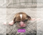 Small Photo #37 Puggle-Shih Tzu Mix Puppy For Sale in NEW YORK MILLS, MN, USA