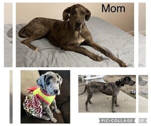 Mother of the Great Dane puppies born on 06/09/2022