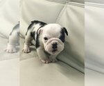 Small Photo #4 Bulldog Puppy For Sale in PALM BEACH, FL, USA