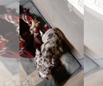 Small Photo #80 Great Dane Puppy For Sale in PIERSON, MI, USA