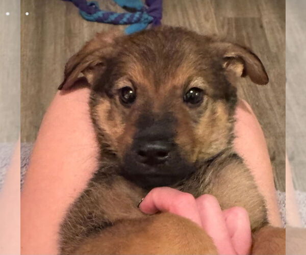 Medium Photo #1 German Shepherd Dog Puppy For Sale in Foristell, MO, USA