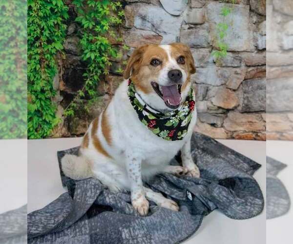 Medium Photo #3 Beagle-Unknown Mix Puppy For Sale in Kennesaw, GA, USA