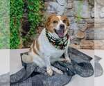 Small #2 Beagle Mix