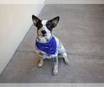 Small #2 Mutt