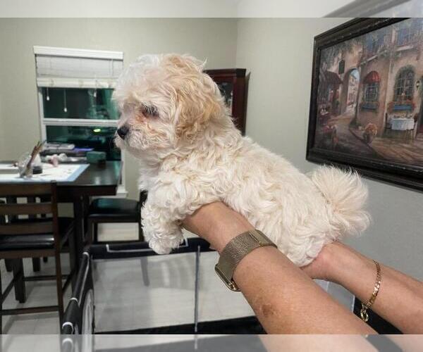 Medium Photo #3 Maltipoo Puppy For Sale in LABELLE, FL, USA