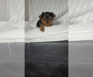 Medium Yorkshire Terrier