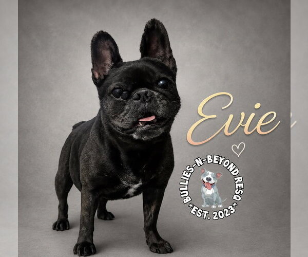 Medium Photo #3 French Bulldog Puppy For Sale in Omaha, NE, USA