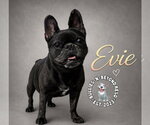 Small #2 French Bulldog