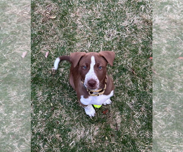 Medium Photo #4 Border Collie Puppy For Sale in Minneapolis, MN, USA
