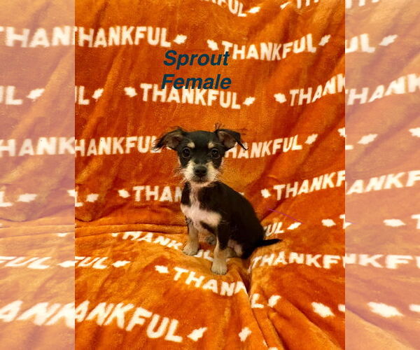 Medium Photo #1 Chihuahua-Unknown Mix Puppy For Sale in Jackson Township, NJ, USA