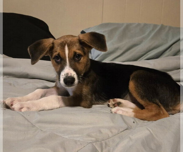 Medium Photo #3 Beagle-Unknown Mix Puppy For Sale in MECHANICSBURG, PA, USA