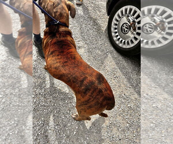 Medium Photo #4 Mutt Puppy For Sale in Evansville, IN, USA