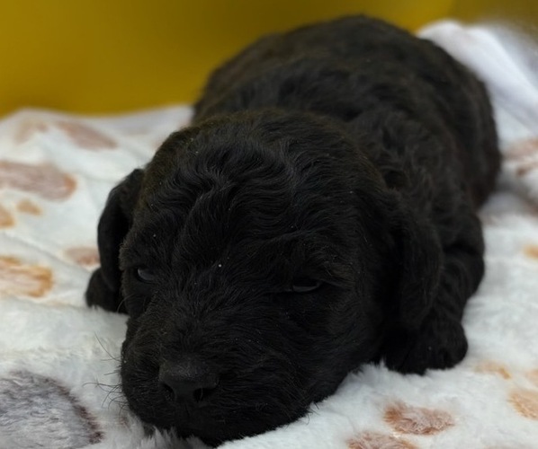 Medium Photo #21 Poodle (Miniature) Puppy For Sale in BLUE MOUND, TX, USA
