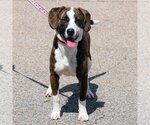Small #1 American Staffordshire Terrier-Catahoula Leopard Dog Mix
