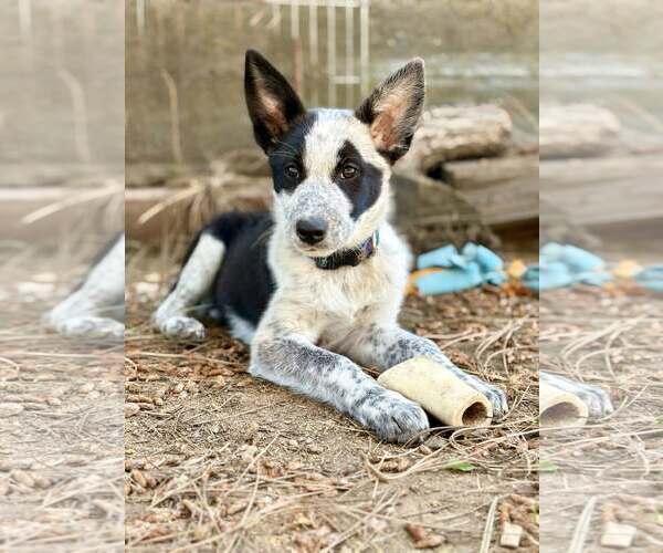 Medium Photo #1 Mutt Puppy For Sale in Paso Robles, CA, USA