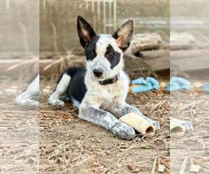Mutt Dogs for adoption in Paso Robles, CA, USA