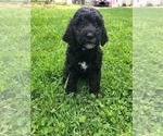 Small Photo #2 Goldendoodle Puppy For Sale in TAYLORVILLE, IL, USA