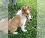 Small Photo #7 Collie Puppy For Sale in WEST LIBERTY, KY, USA