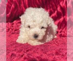 Bichon Frise Puppy for sale in ROCKVILLE, IN, USA