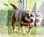 Small Photo #10 American Bully Puppy For Sale in CLEVELAND, GA, USA